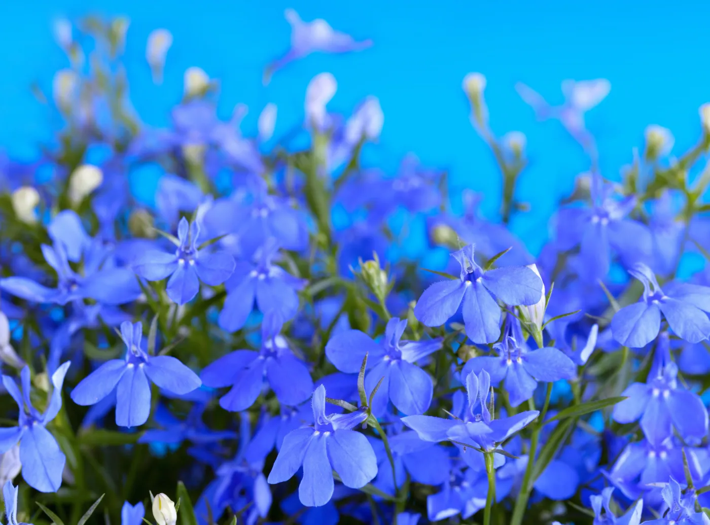 4816938-lobelia.jpg