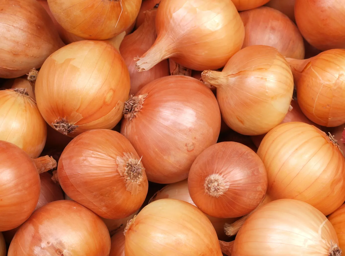 Koniecznie posadź obok cebuli. Te warzywa sprawią, że urośnie zdrowa i dorodna