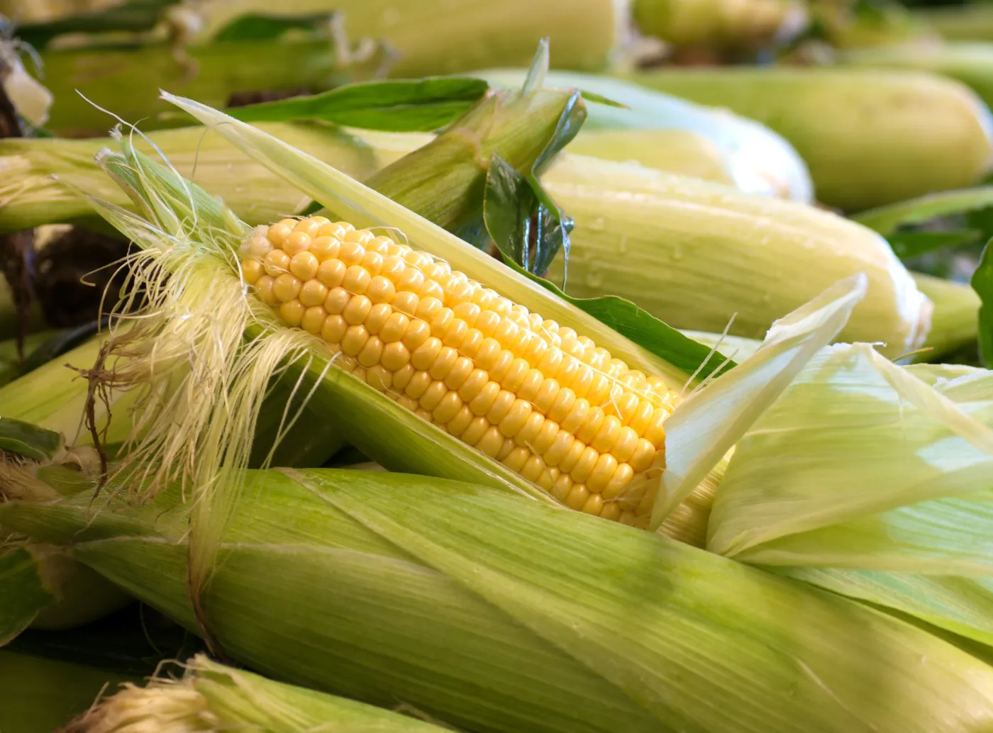 6055613-kukrydza.jpg