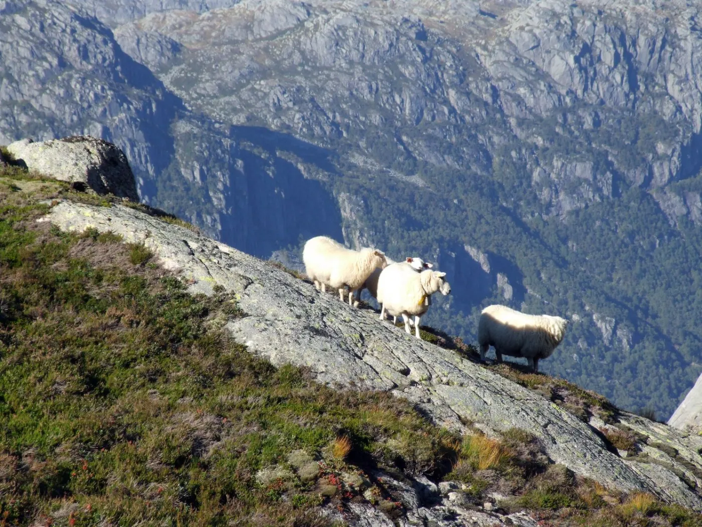 6805592-norwegia.jpg