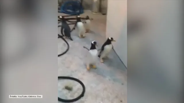 Pingwiny uciekły z duńskiego zoo. Zdradziły je ślady mokrych stóp