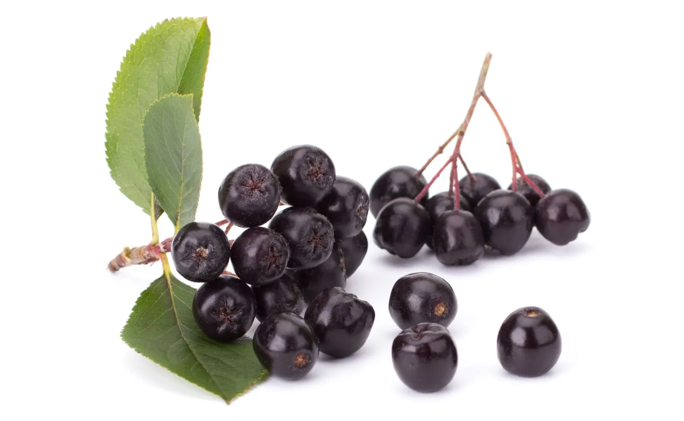 Aronia