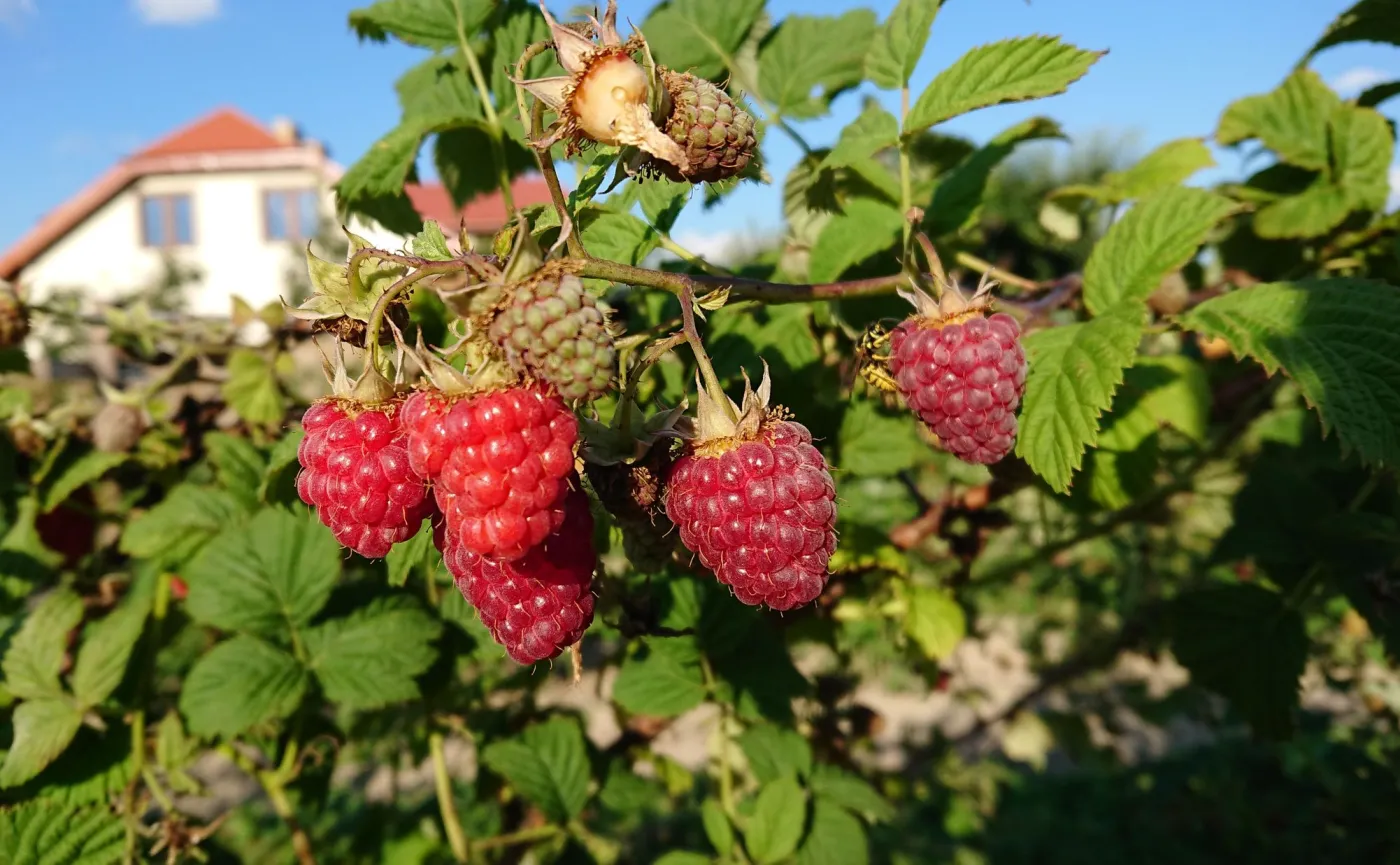 Zdjęcie zrobione aparatem w telefonie Sony Xperia XZ Premium