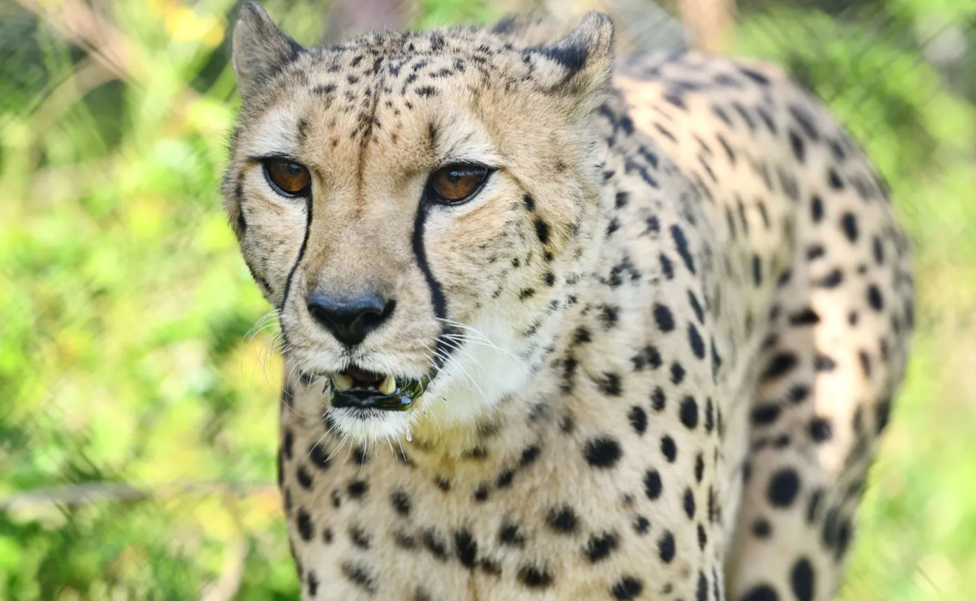Gepard