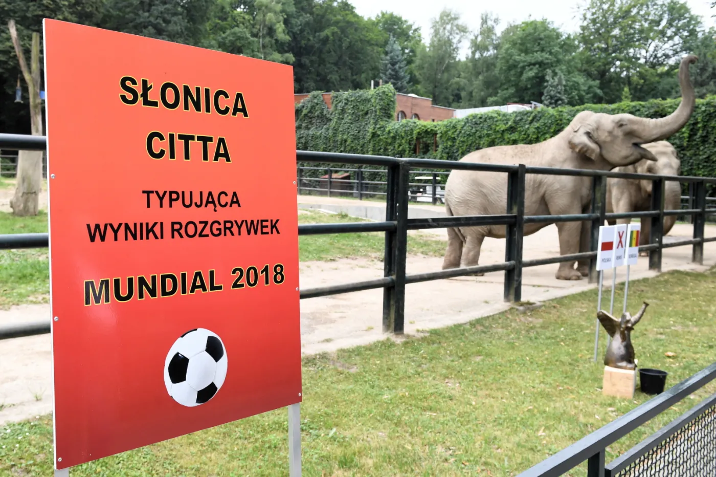 Słonica Citta w ogrodzie zoologicznym w Krakowie typuje wynik meczu Polska-Senegal