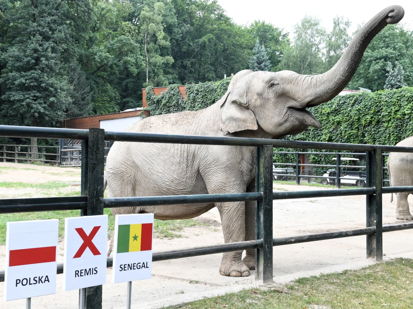 11046475-slonica-citta-w-ogrodzie-zoologicznym.jpg