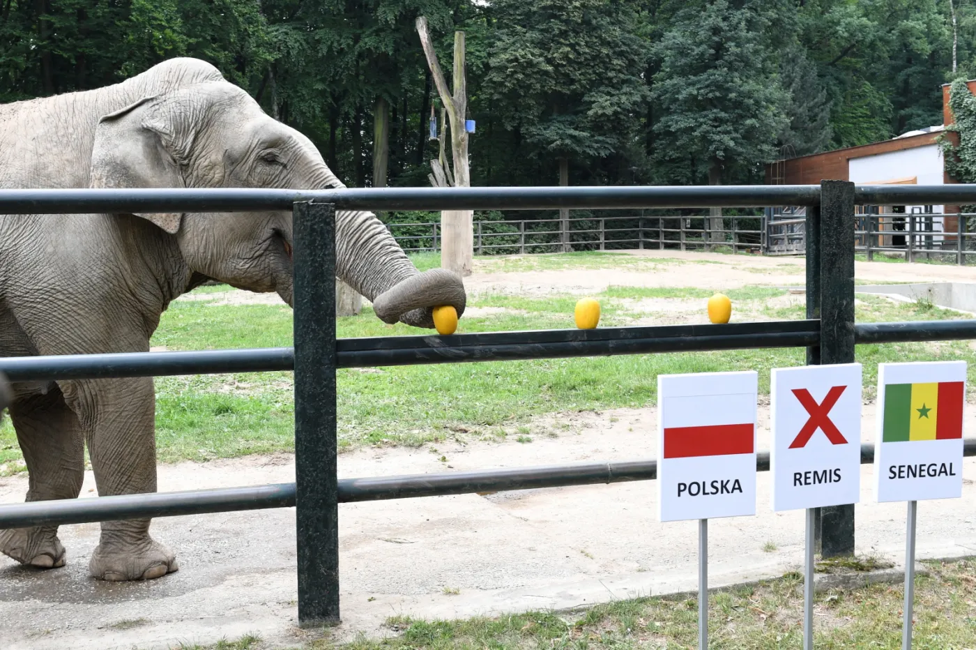 11046507-slonica-citta-w-ogrodzie-zoologicznym.jpg