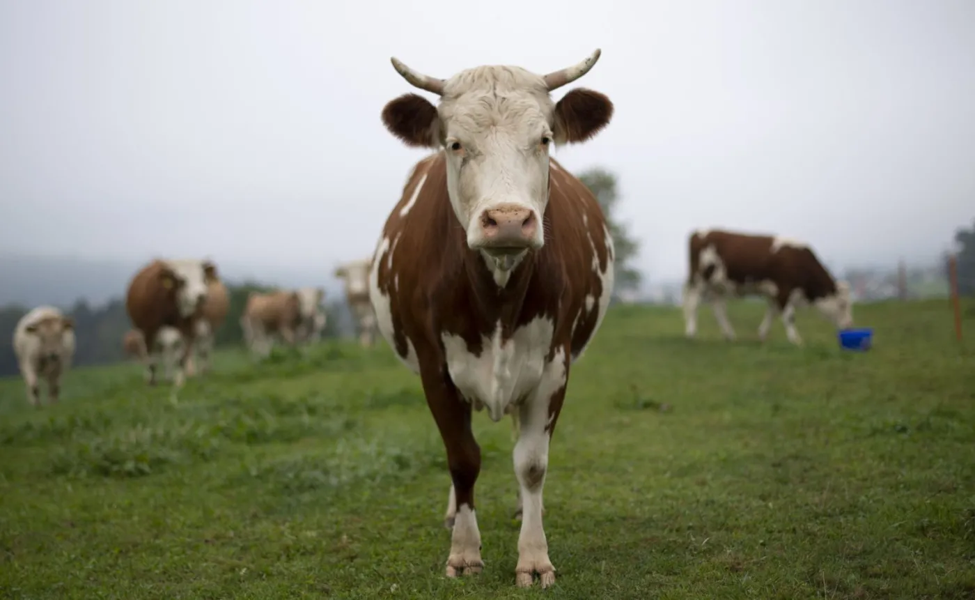 Szwajcarzy w referendum rozstrzygnęli kwestię... obcinania krowich rogów