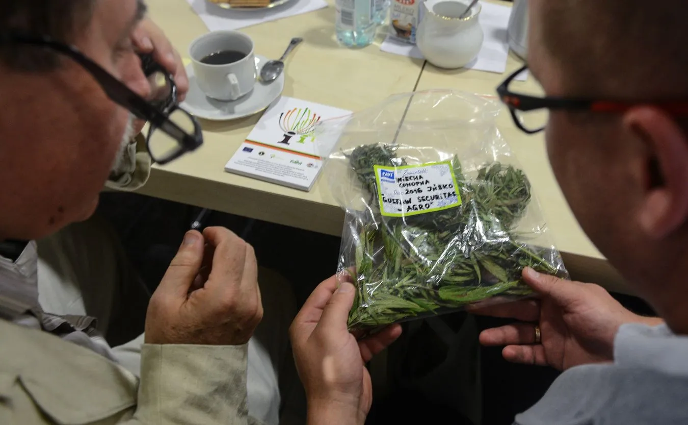 Legalna, ale nieosiągalna. Kto ciągle boi się medycznej marihuany?