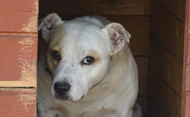 Amaretto czeka, by zabrać go ze schroniska. "Delikatny i cierpliwy psi mądraszek"