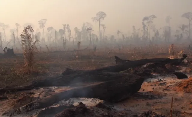 Setki nowych ognisk pożarów w Amazonii. W sumie jest ich prawie 80 tysięcy