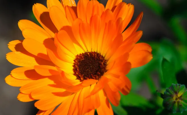 Przyspiesza gojenie się ran, wspomaga wątrobę: NAGIETEK