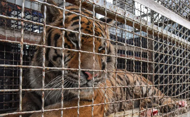 Owsiak przekazuje nagrodę dla poznańskiego ZOO. "Przytul tygrysa" [WIDEO]