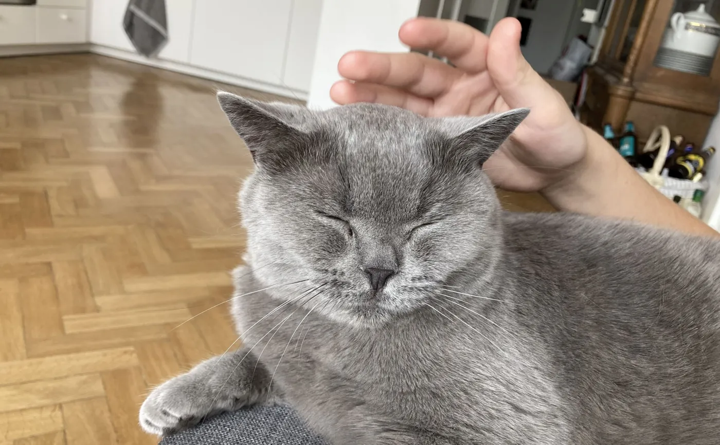 Zdjęcie wykonane telefonem iPhone SE2
