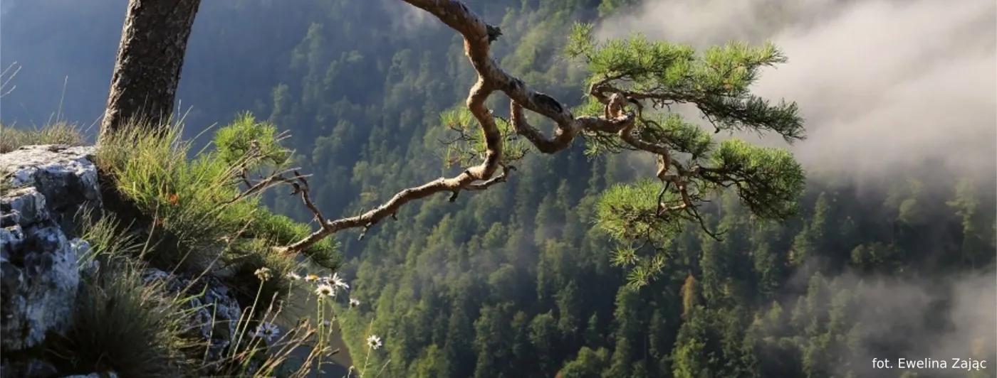 Symbol Pienin ponownie uszkodzony. Została mu jedna gałązka