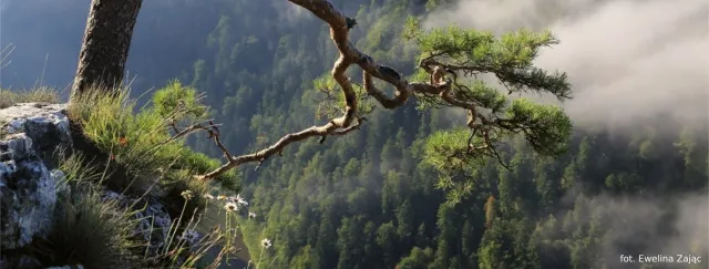 Symbol Pienin ponownie uszkodzony. Została mu jedna gałązka
