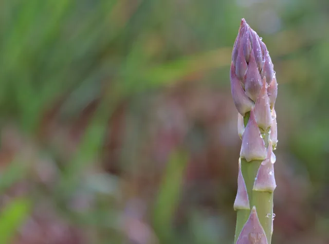 Polacy już nie jeżdżą do Niemiec. Praca przy zbiorach szparagów nieopłacalna