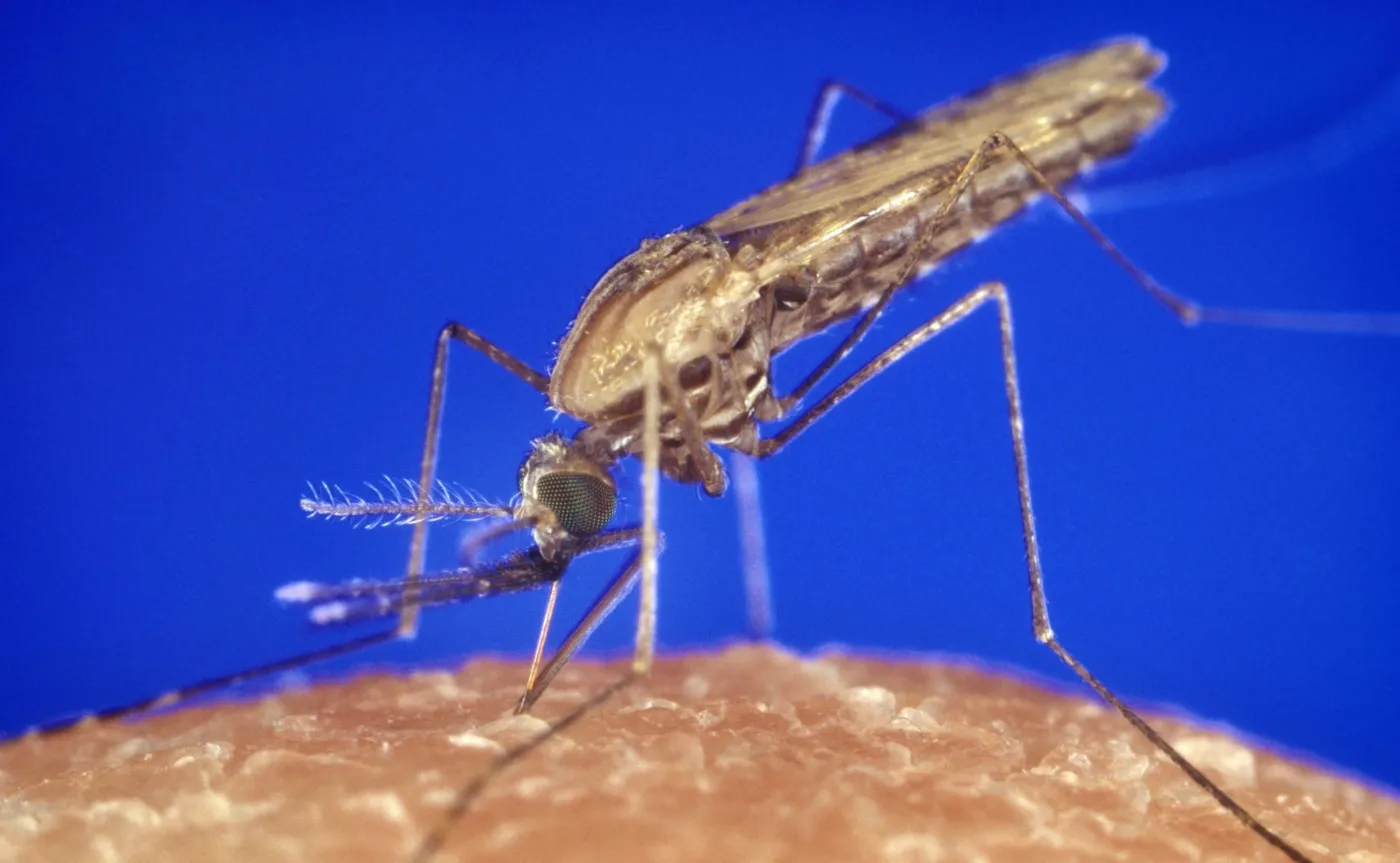 Obiecujące wyniki badań nad szczepionką przeciwko malarii