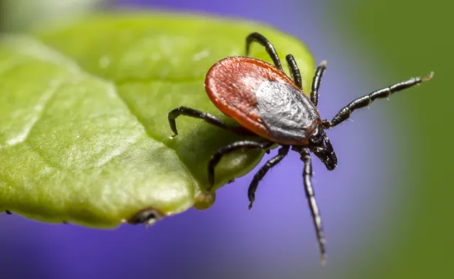 GIS ostrzega przed kleszczami - są już aktywne