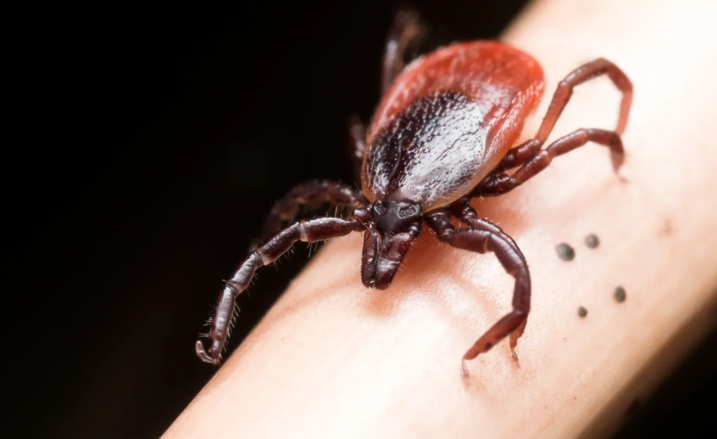 Ukąszenie przez kleszcza. Co zrobić?