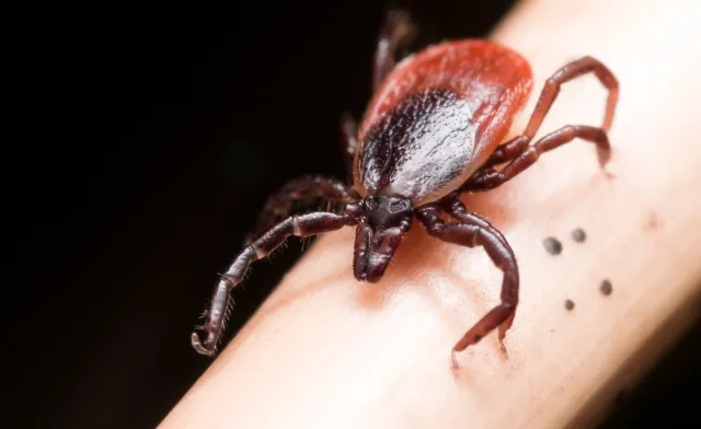 Nie skaczą na człowieka, cierpliwie czekają, aż podejdzie. Pasożyty, których nienawidzimy