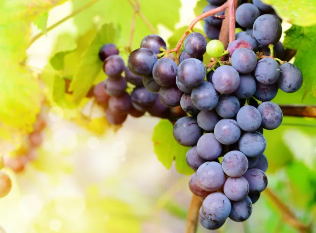 Polska potęgą w produkcji wina? "Interesujący punkt na mapie Europy"