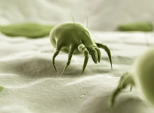 Te straszne roztocza. Jak radzić sobie z alergią na kurz?