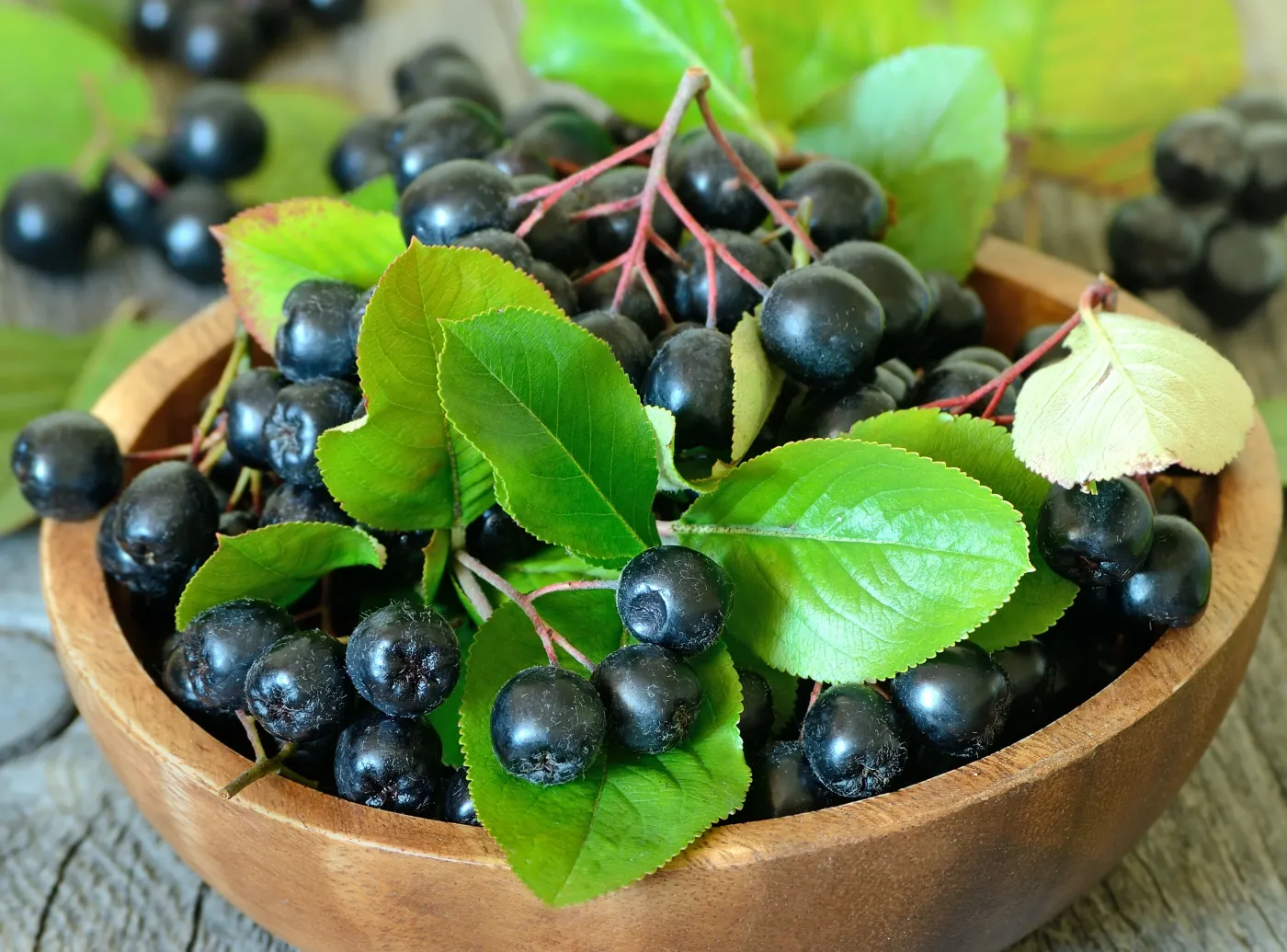 Aronia nieoceniona w walce z rakiem
