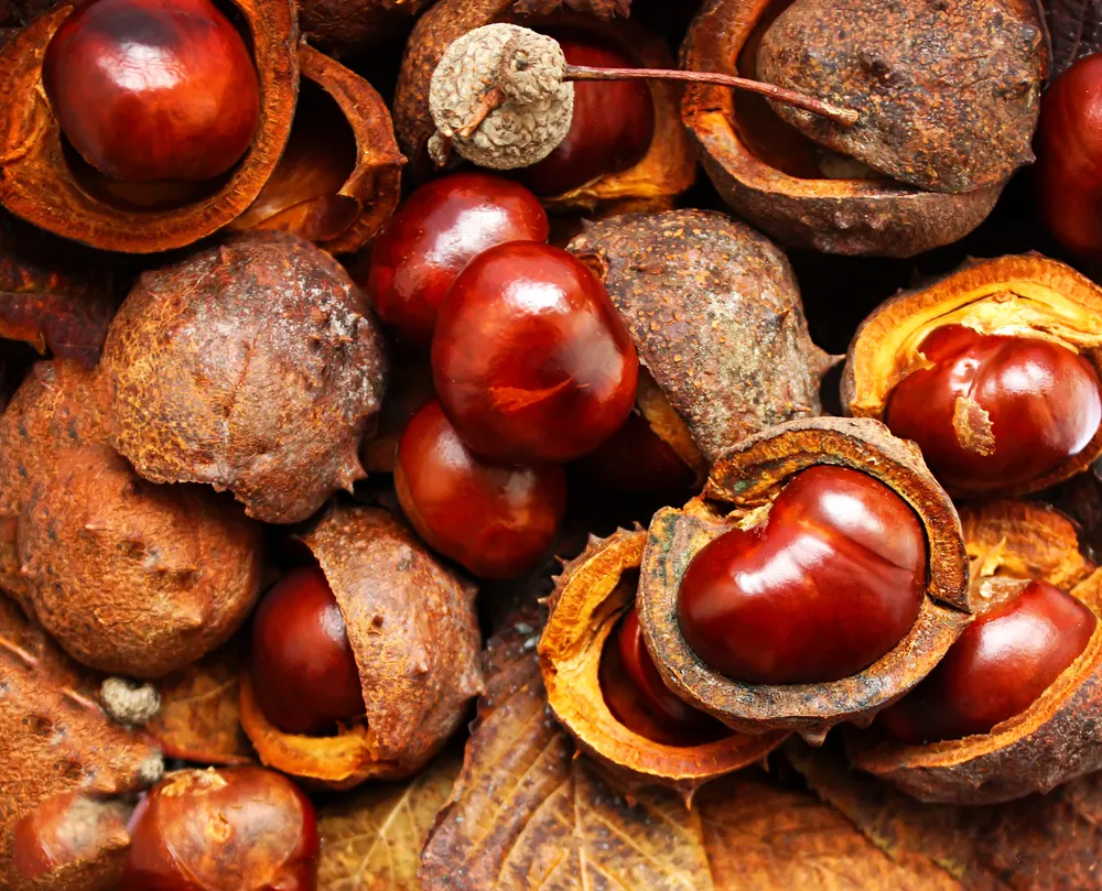 Pieniądze spadają z drzew i leżą na ulicy. Ile zarobisz na kasztanach?