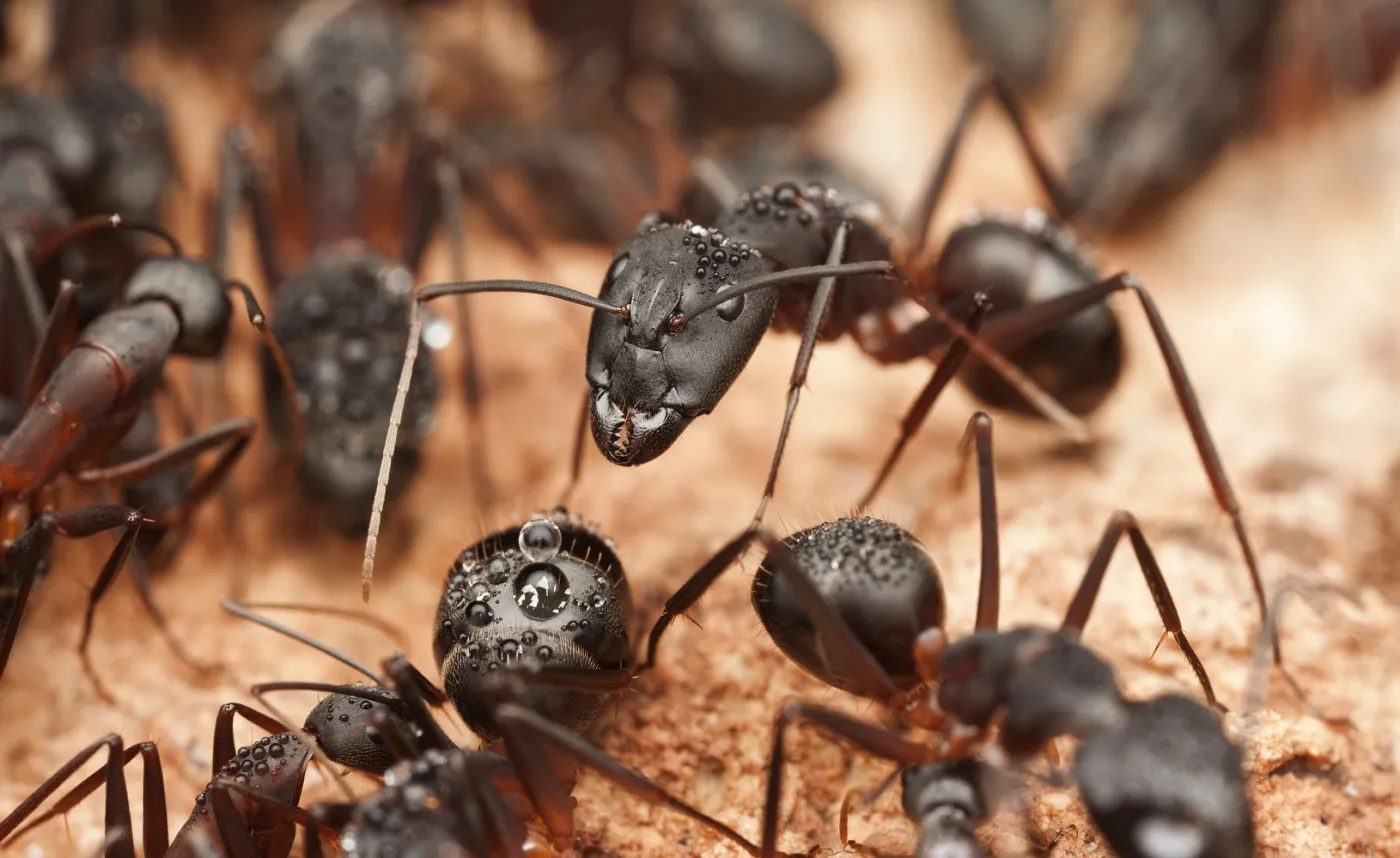 Przesyłka z mrówkami przechwycona na lotnisku w Manili. Przyleciała z Wrocławia