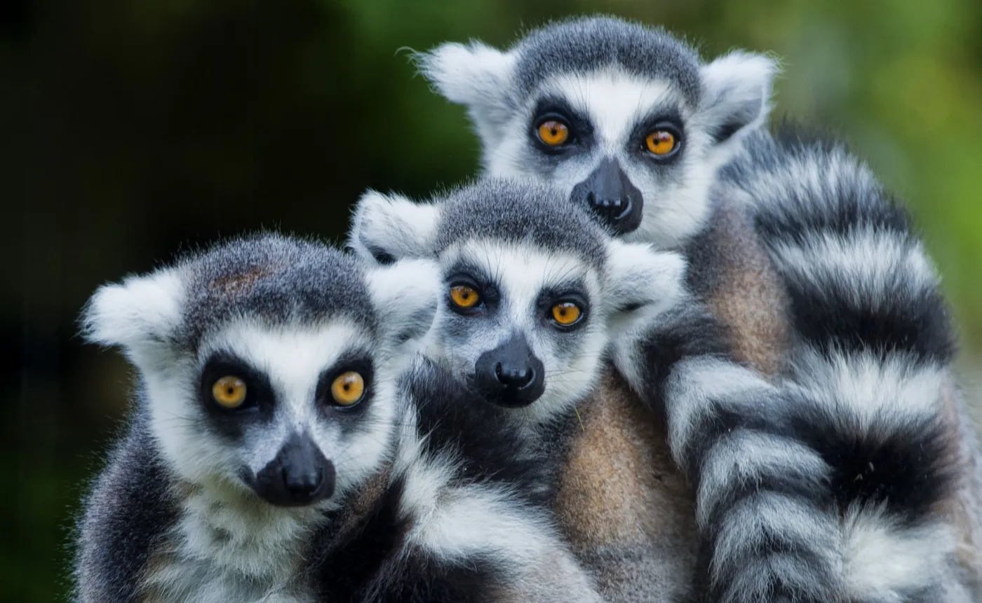 Lemur z kijowskiego zoo otrzymał imię Bayraktar. Na cześć tureckiego drona