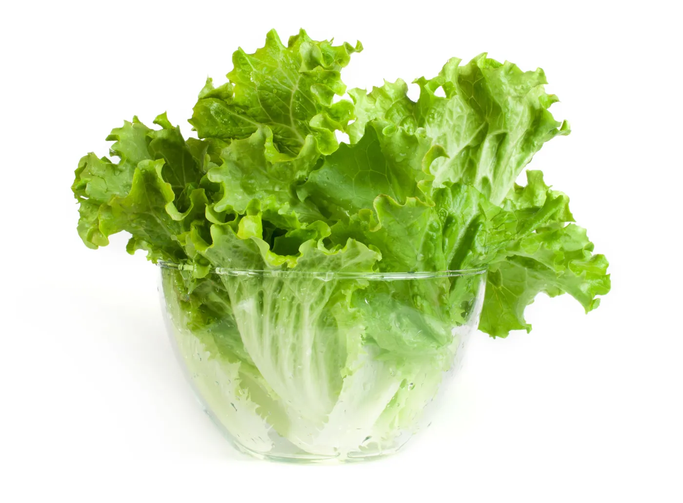 Opracowano transgeniczną sałatę, która chroni przed osteoporozą