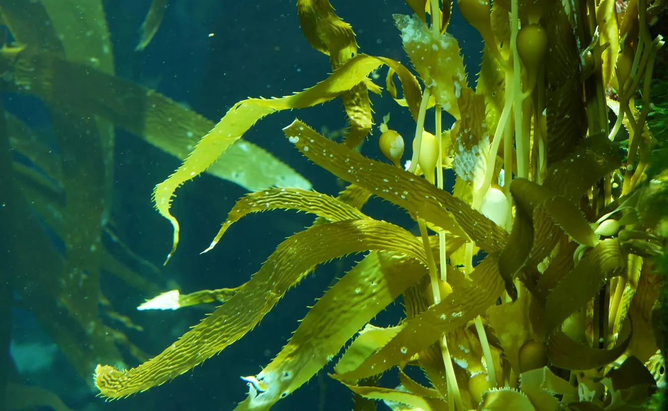 Naukowcy odkryli "największą roślinę na Ziemi" u wybrzeży Australii. Ile mierzy gigant?