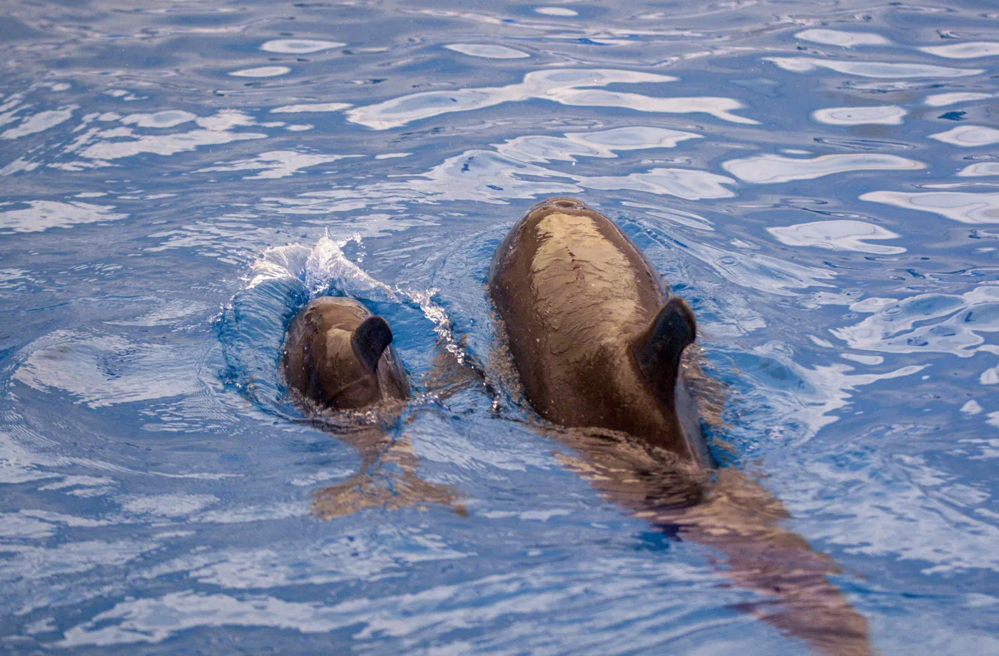 Masowa śmierć delfinów wskutek działań wojennych na Morzu Czarnym