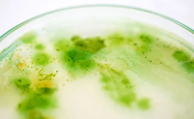 SINICE w upały mają się aż za dobrze! Mogą uszkodzić naszą wątrobę, układ nerwowy...