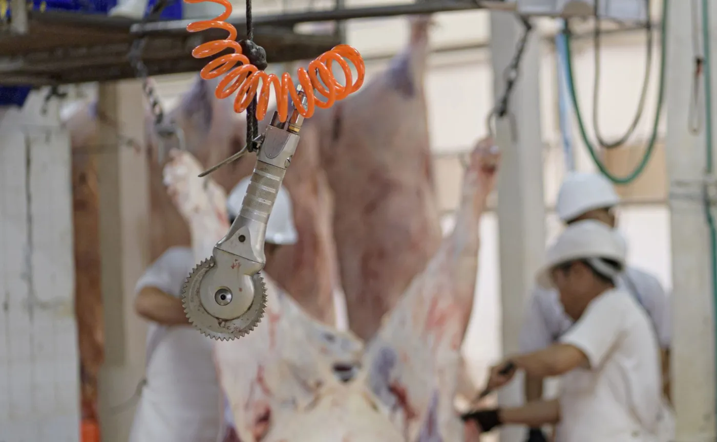 Dramat zwierząt w niemieckiej rzeźni. Działacze ujawnili szereg okrucieństw