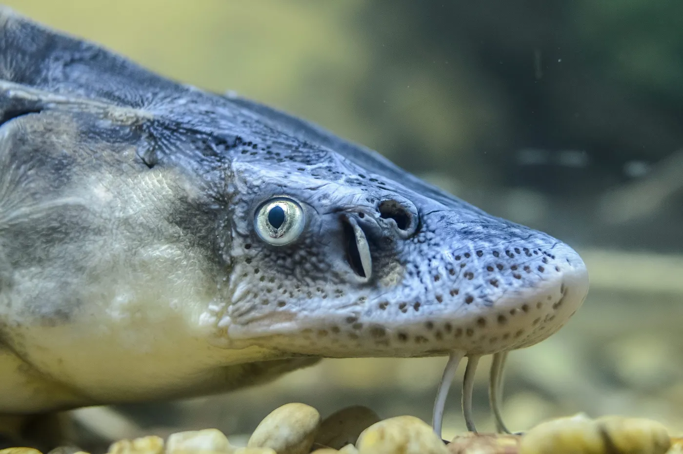 W Odrze zginęły jesiotry, które od 30 lat próbowano przywrócić w polskich rzekach. "Potworna strata"