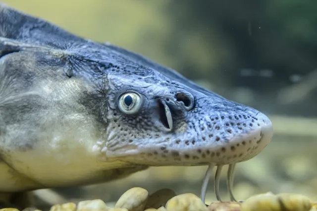 W Odrze zginęły jesiotry, które od 30 lat próbowano przywrócić w polskich rzekach. "Potworna strata"