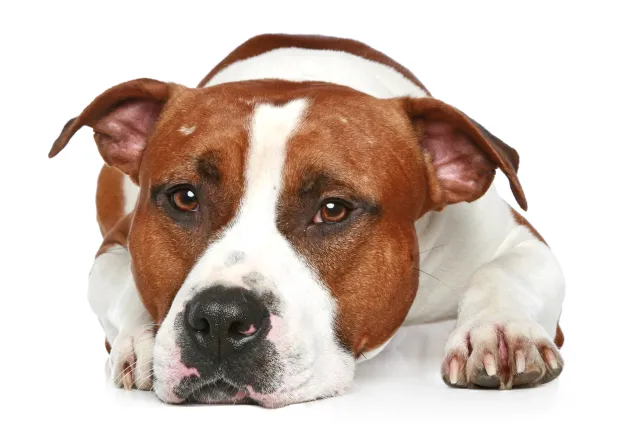 27-latek zagłodził psa? "W odchodach musiał leżeć od kilkunastu dni"