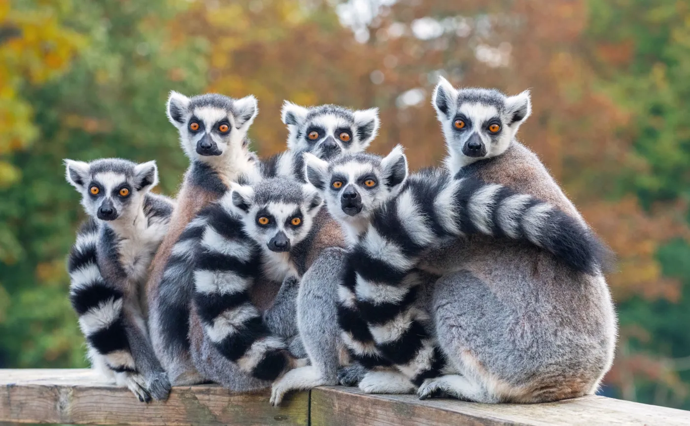 Ssaki żyjące w grupach żyją dłużej niż gatunki samotne