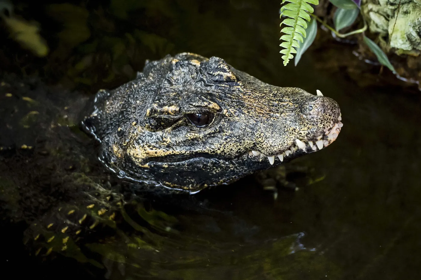 Tragiczna powódź w Rio de Janeiro. Akcję ratunkową utrudniają kajmany