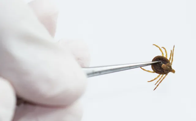 Nawet co 6. kleszcz może przenosić wirusa kleszczowego zapalenie mózgu. Skuteczna ochrona