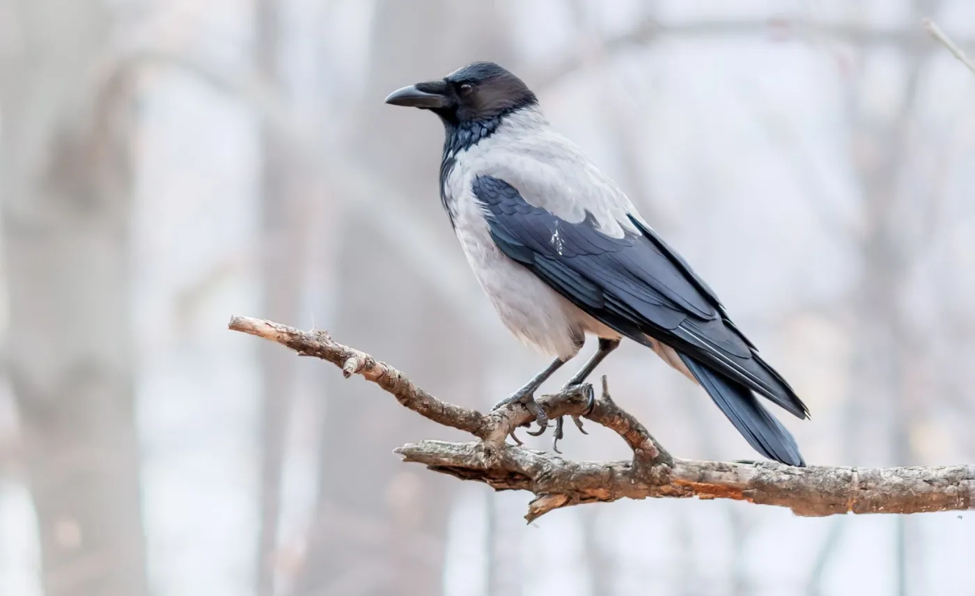 Wrony rozumieją prawdopodobieństwo podobnie jak naczelne