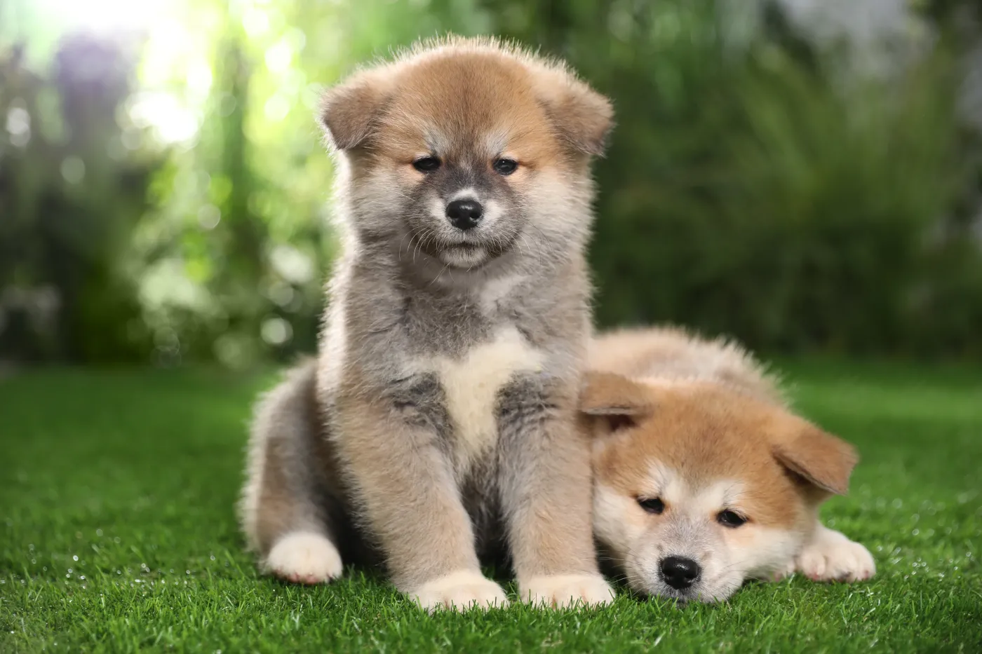 Akita Inu wygląda słodko, ale jest wymagającym psem. Zapłacisz za niego nawet 5 tys. zł