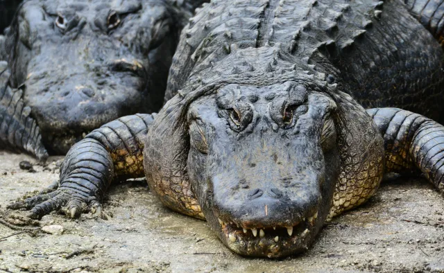 Aligator z ludzkimi szczątkami w pysku pływał w miejskim kanale