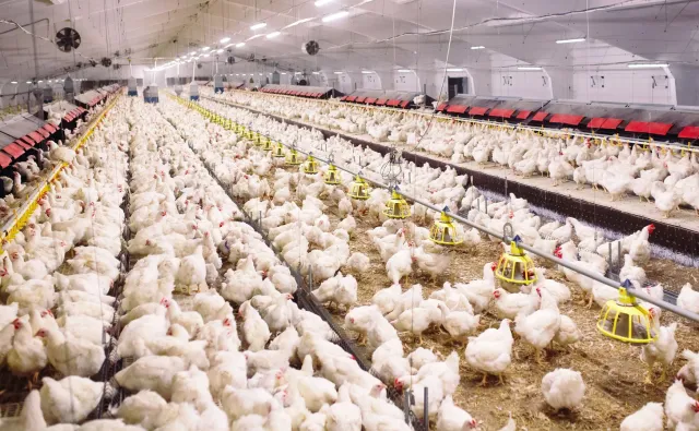 Czesi odkryli salmonellę w kurczakach z Polski