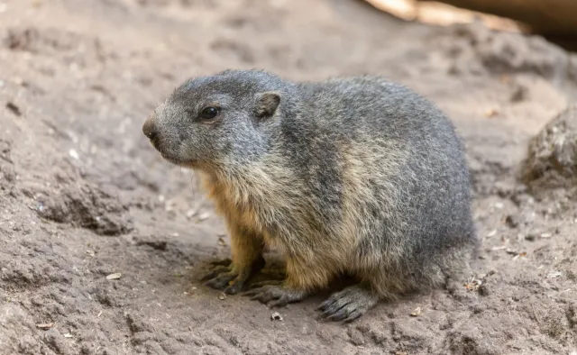 Świstaki nie mogą zasnąć. W Tatrach jest za ciepło