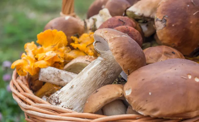 Grzyby wycinać czy wykręcać? Leśnicy odpowiadają na "odwieczne" pytanie