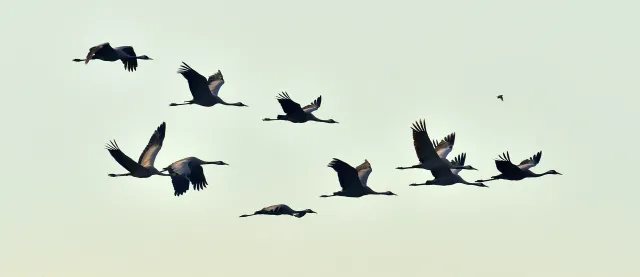 Ornitolodzy zmienią nazwy ptaków. Mają dobry powód