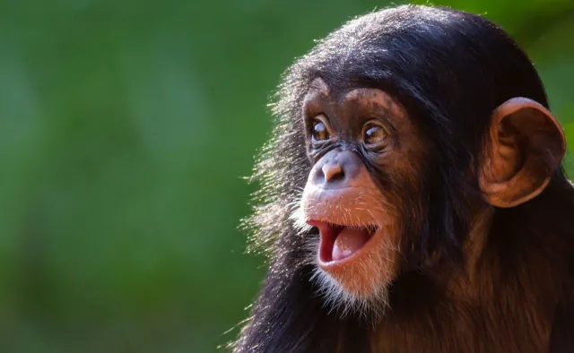 Lubią ryzyko! Młode szympansy zachowują się jak ludzkie nastolatki